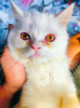 Pure Persian Male Kitten Fixed Price